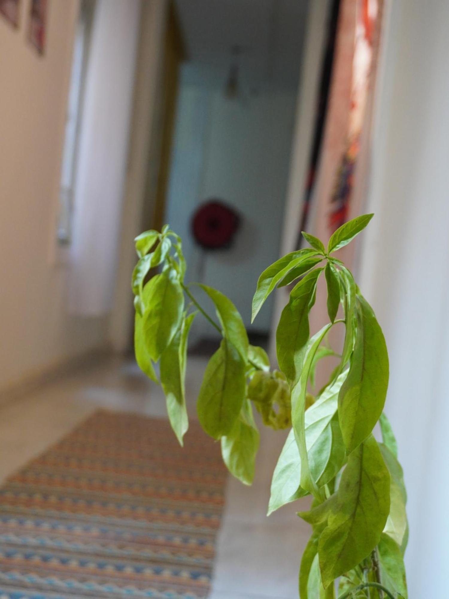 Rhala Hostel Egypt Κάιρο Εξωτερικό φωτογραφία